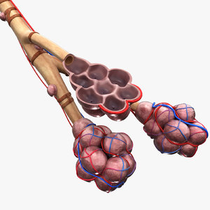 pulmonary alveoli 3D