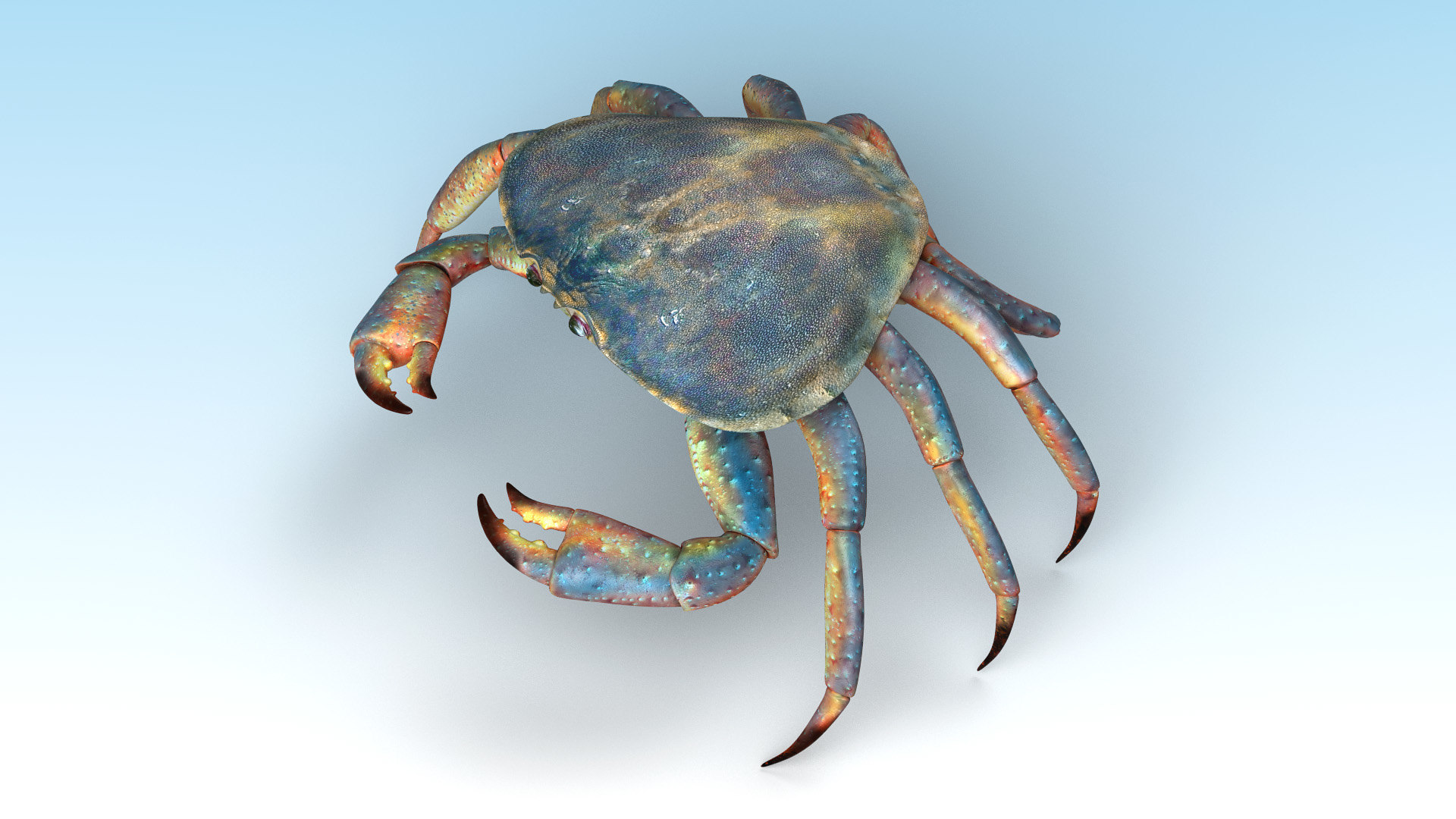 Crab Animal Crustacean 3D Model - TurboSquid 1580023