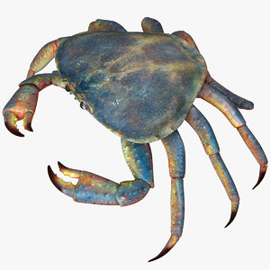 crab animal crustacean 3D model