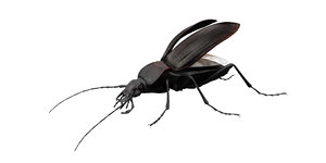 ground beetle 3D model