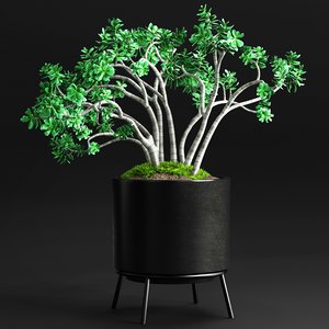 jade plant 3D model