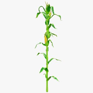 corn stalk 3D