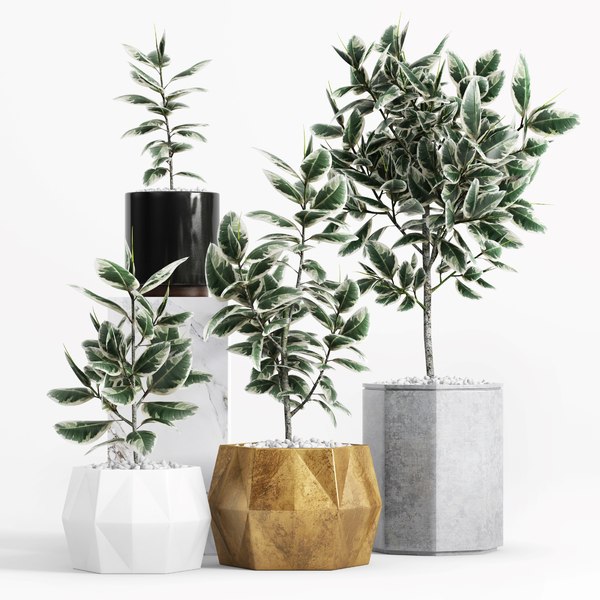 3D ficus elastica variegata plant model - TurboSquid 1581463