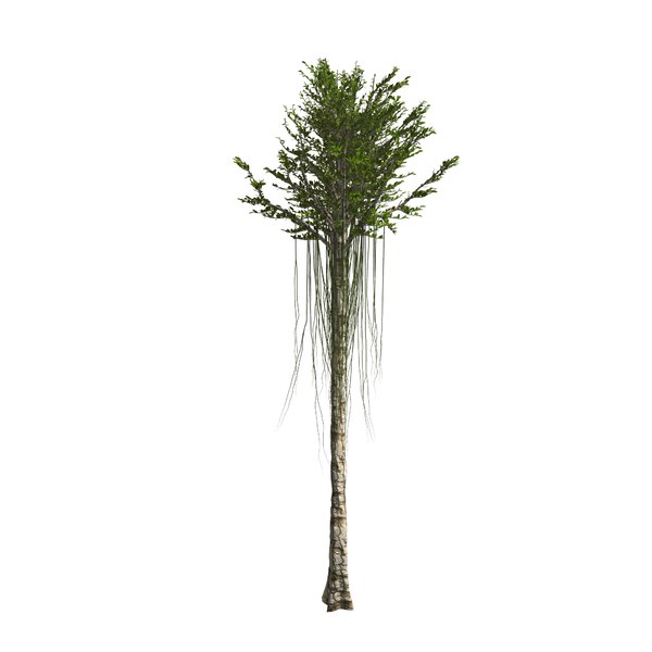 Aquilaria Adlerholzbaum 3D-Modell - TurboSquid 1581488