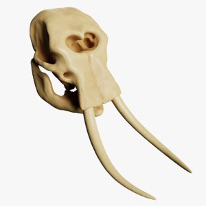 3D model elephant skull