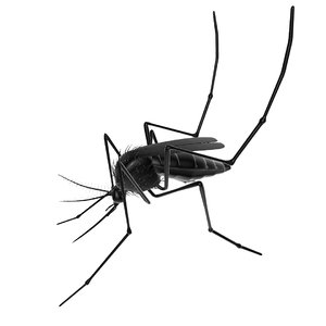 mosquito insect invertebrate 3D
