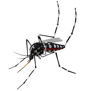 mosquito insect invertebrate model