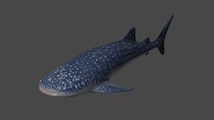 3D whale shark