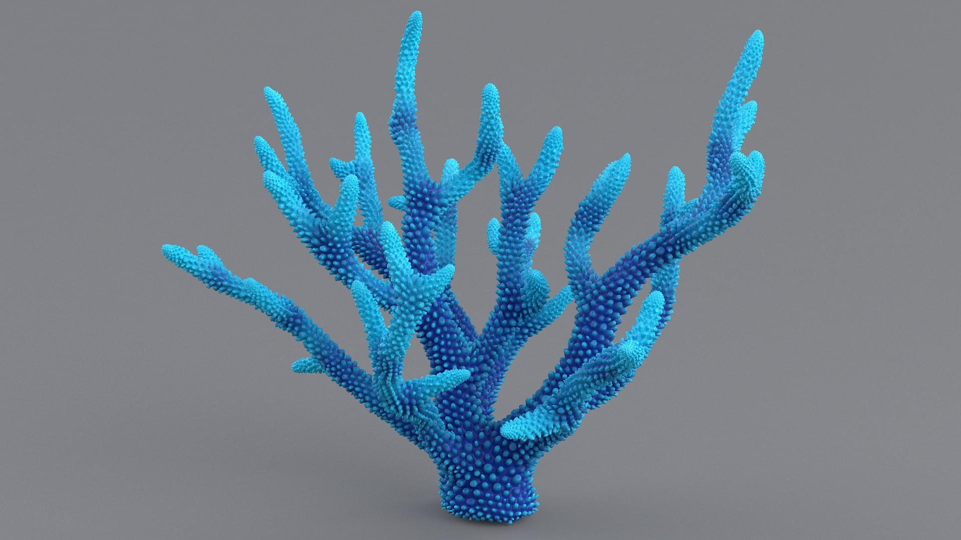 Coral 4 l 3D model - TurboSquid 1582015