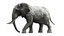 fbx elephant africa