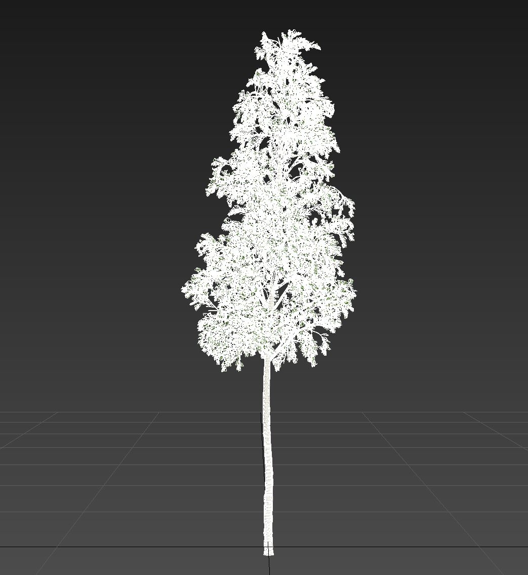 european aspen tree3d模型