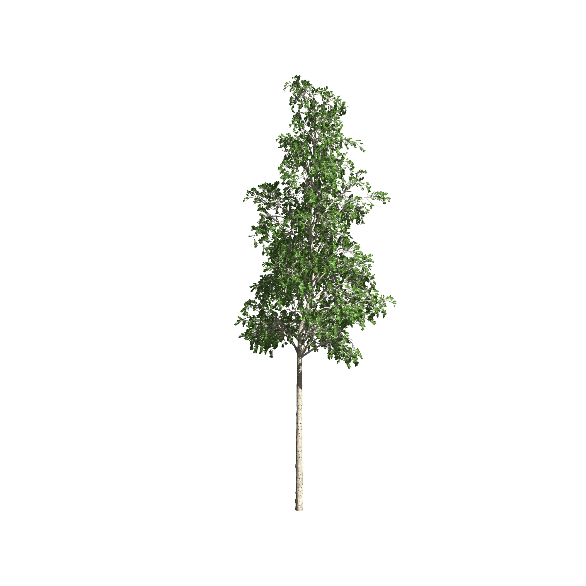 european aspen tree3d模型