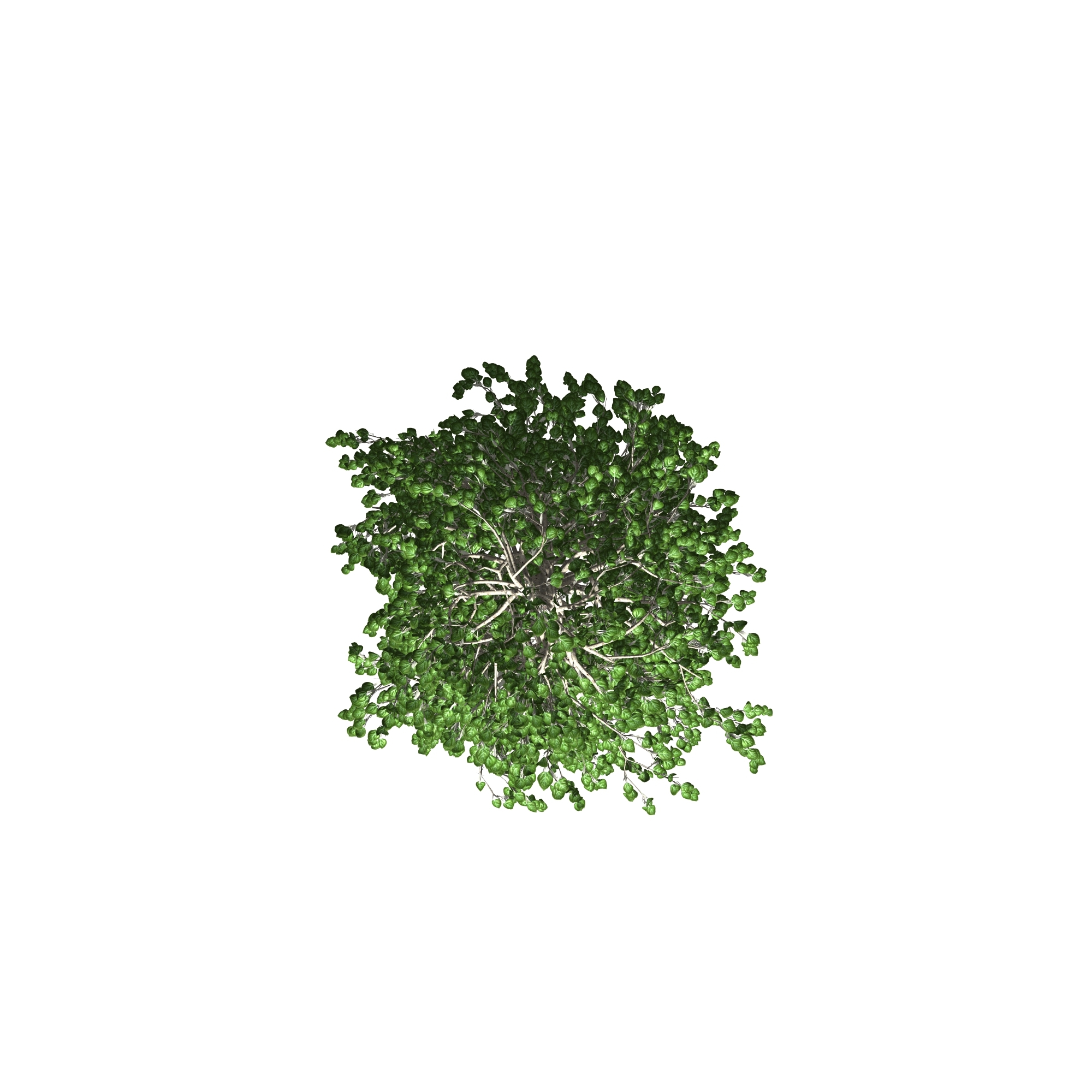 european aspen tree3d模型