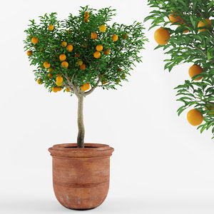 3D mandarin orange tree
