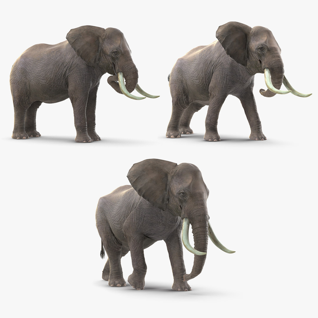 Elephants Mammal Animal 3d Model - Turbosquid 1583074