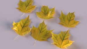 3D autumn leaf maple leaves model