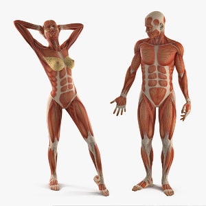 Turbosquid éducation Male_and_Female_Muscular_System_Anatomy_Rigged_Collection_3d_model_maya_mb_000.jpg37367322-9CFB-4301-B90E-8A119ABEACCDRes300