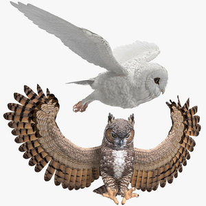 3D owls rigged