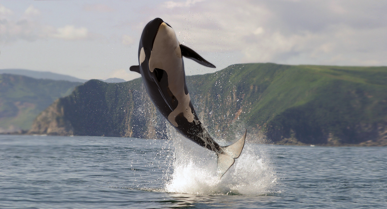 marine mammals rigged collection 4 for cinema 4d3d模型