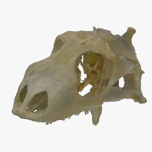 green iguana skull 01 3D model
