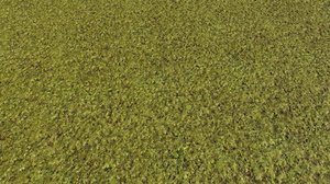 Moss Pack 1