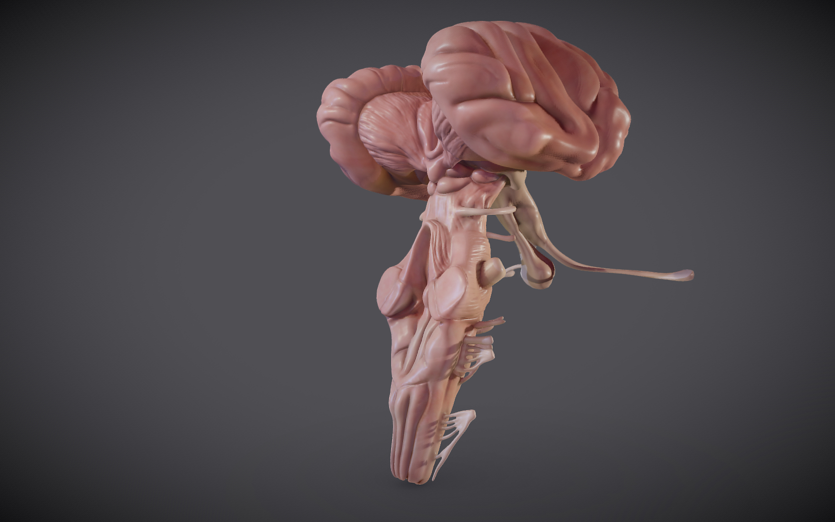 Brainstem Brain Stem 3D - TurboSquid 1584444