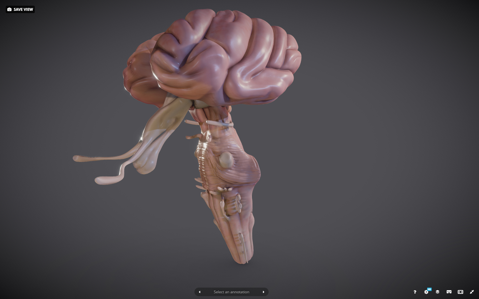 Brainstem Brain Stem 3D - TurboSquid 1584444