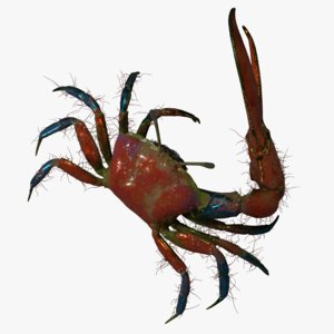 fiddler crab 3D model