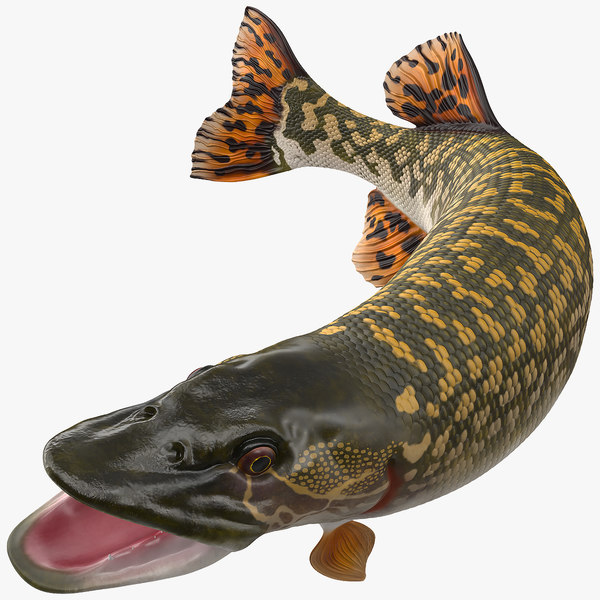 pike fish jump pose 3d model