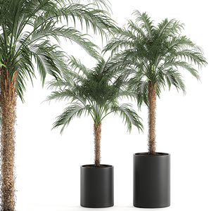 3D decorative palm trees black