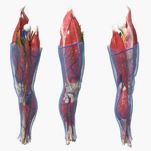 human knee joint anatomy 3D model