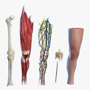 3D knee human anatomy rigged