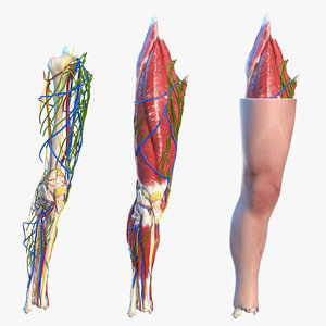 knee human anatomy rigged 3D model