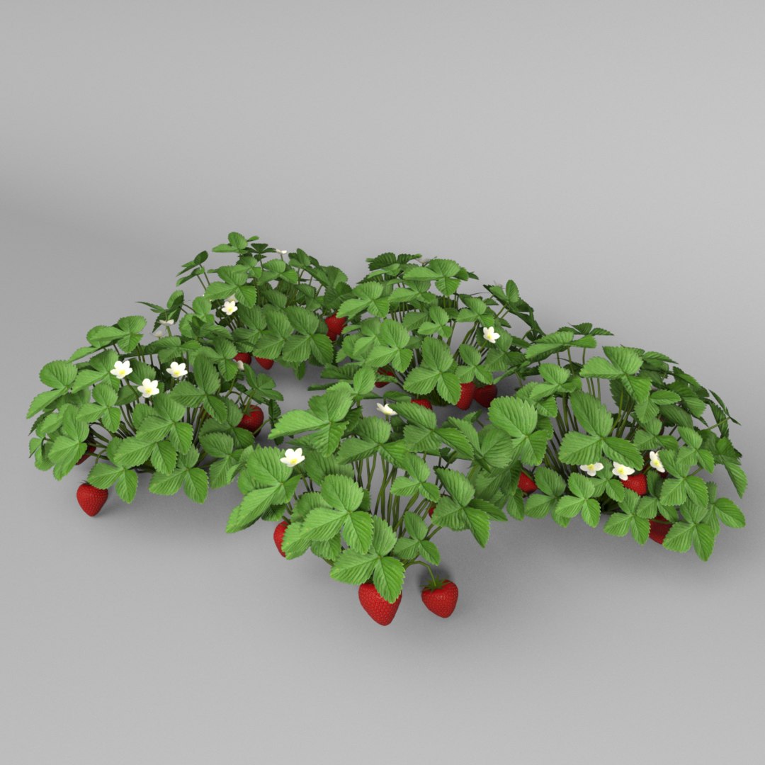 Strawberry plants berry 3D - TurboSquid 1585857