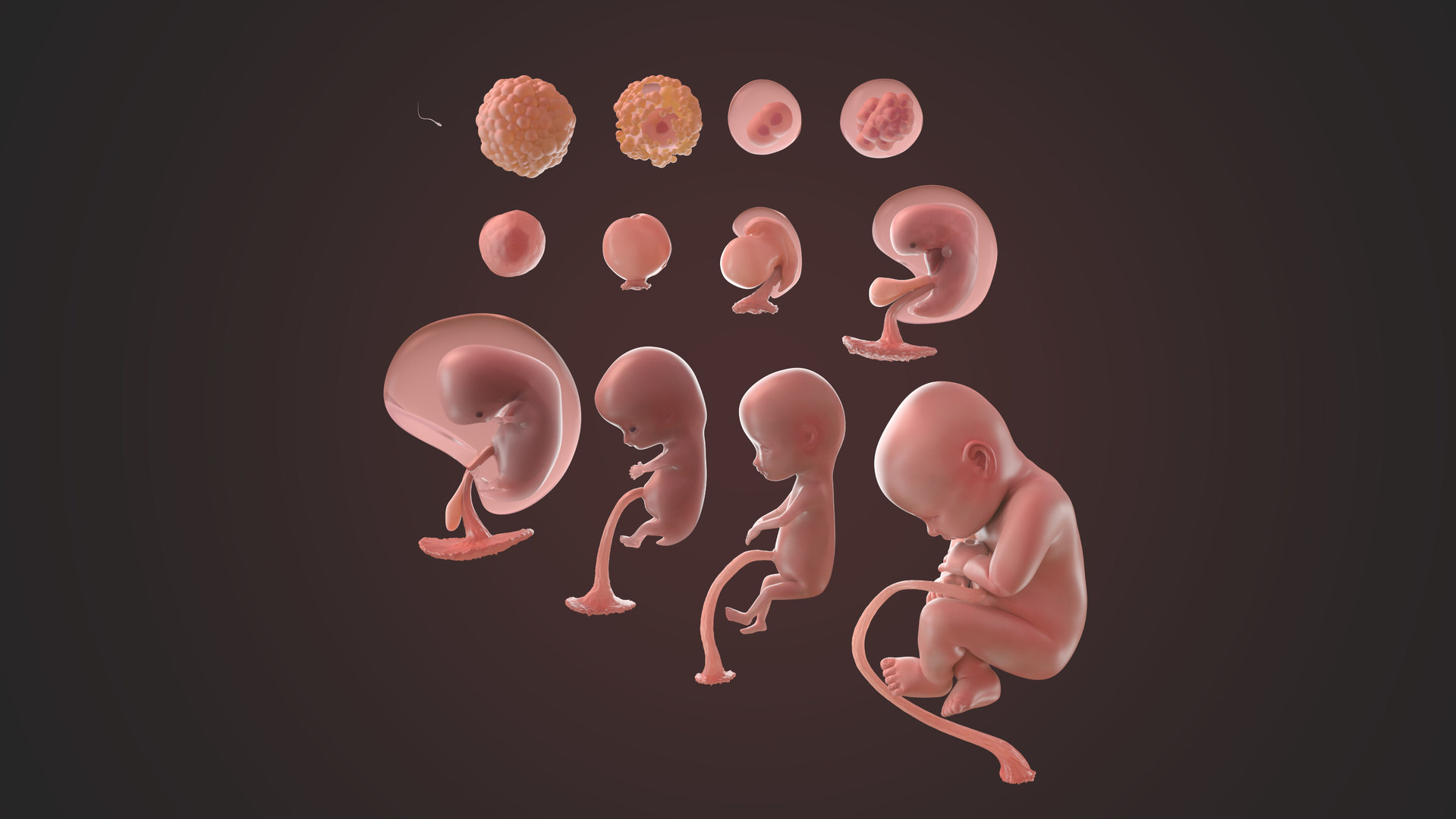 modelo 3d Human Egg to Fetus Animated - TurboSquid 1564863