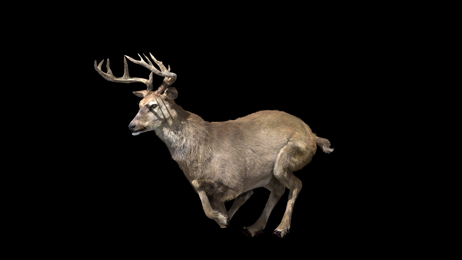 deer rigged 3d model