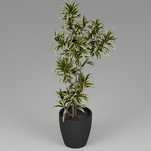 3D model small plant