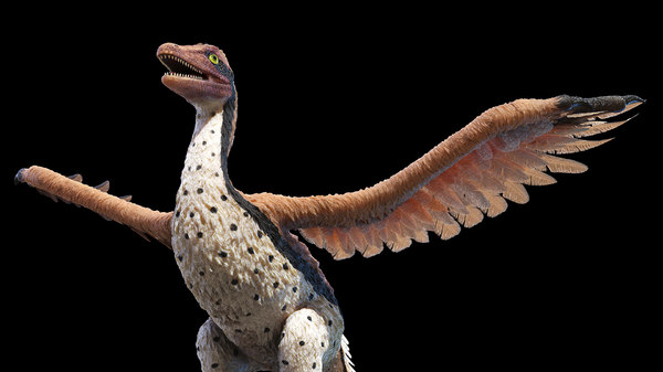 Archaeopteryx 3D Model - TurboSquid 1587666