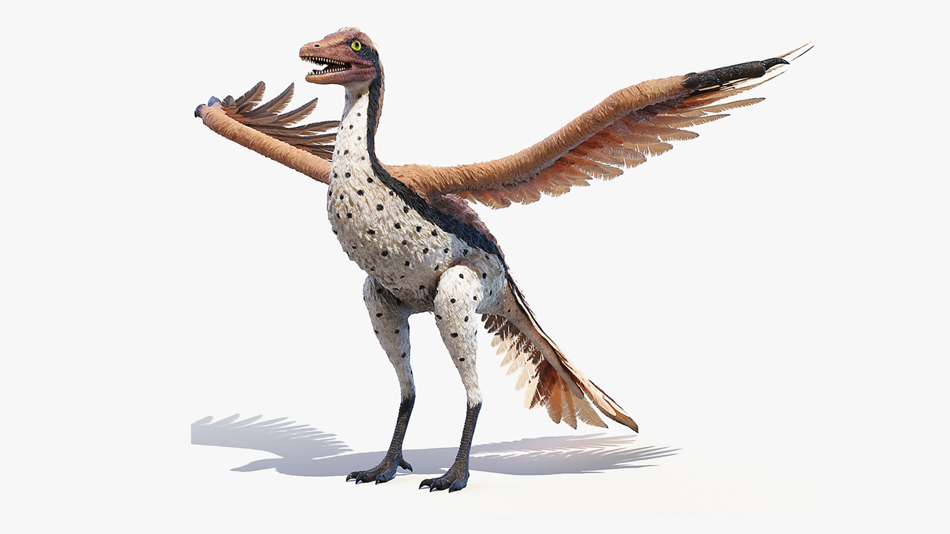 Archaeopteryx 3D Model - TurboSquid 1587666