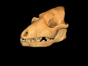 dog skull 3D
