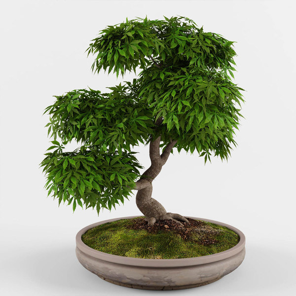 Bonsai Maple Tree 3d Model Turbosquid