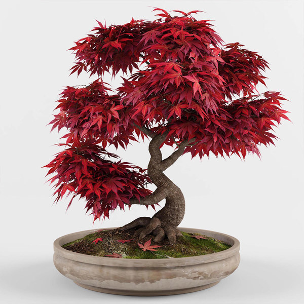 Bonsai Maple Tree Model Turbosquid