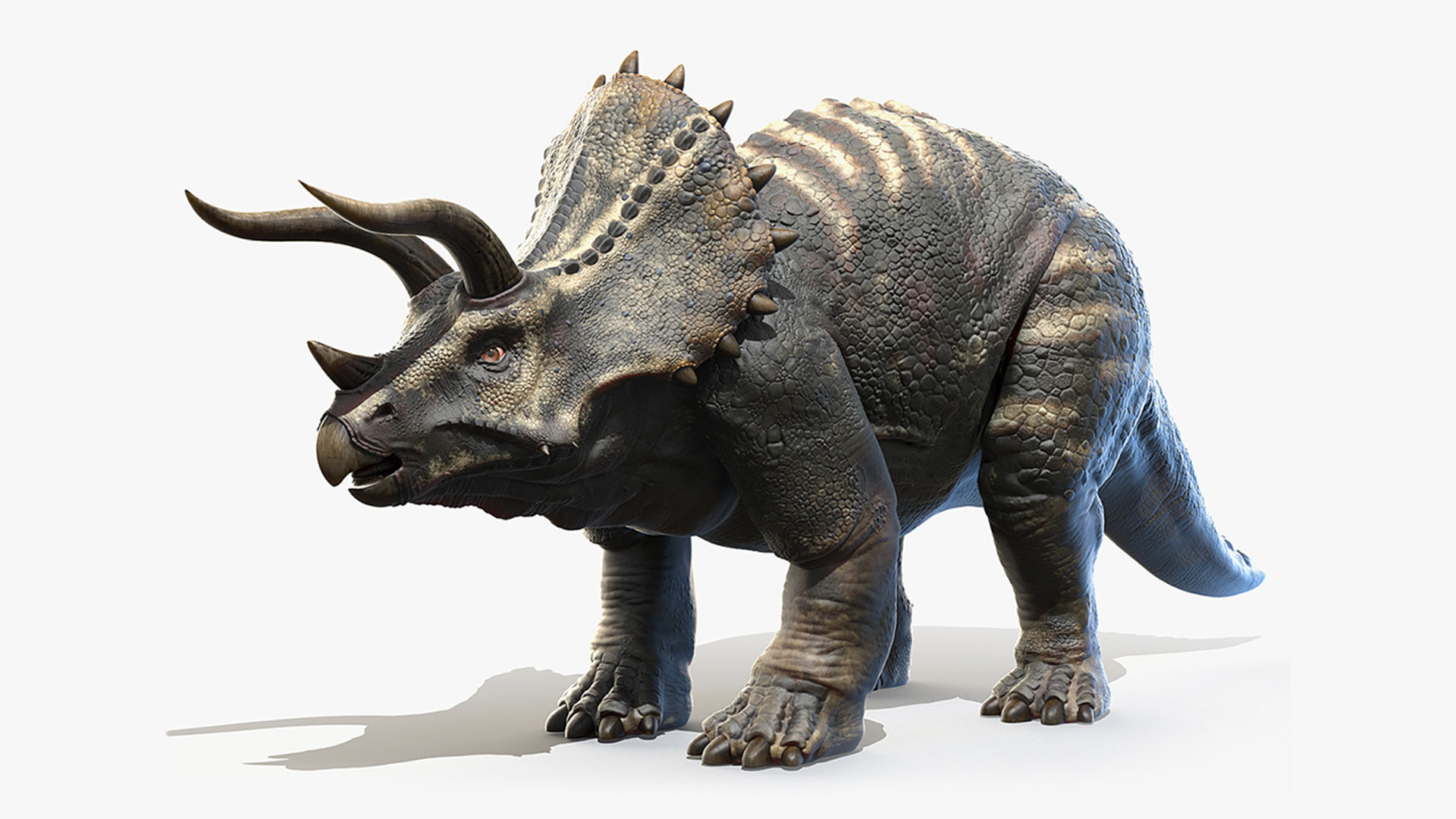 triceratops view in 3d