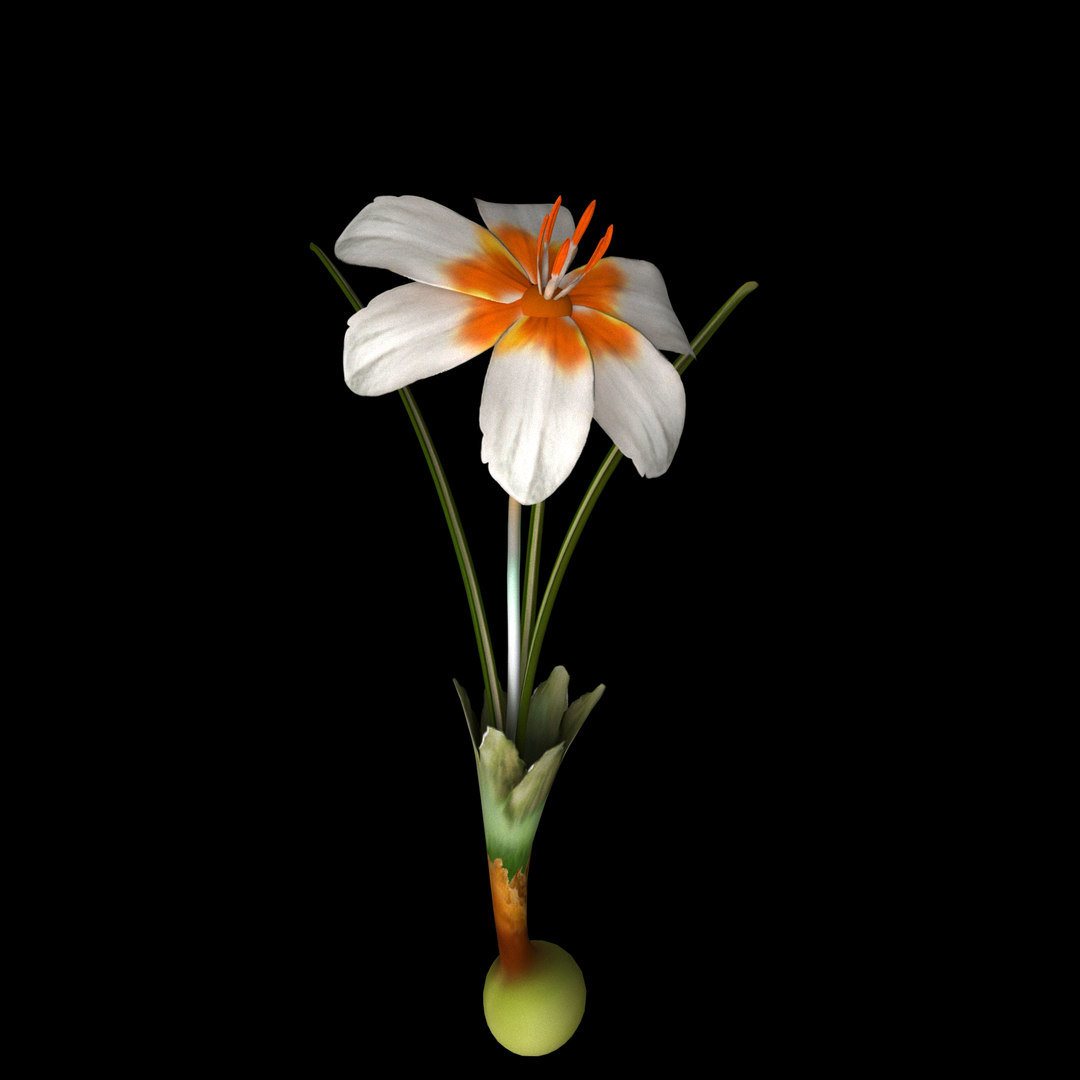 3D flowers open animation model TurboSquid 1588218