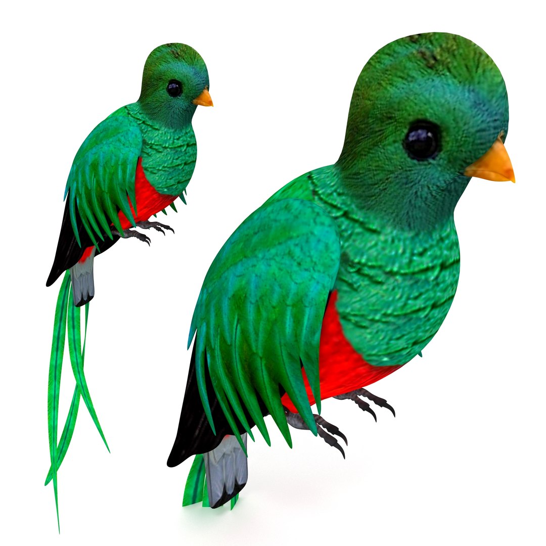 Resplendent Quetzal 3DModell TurboSquid 1588255