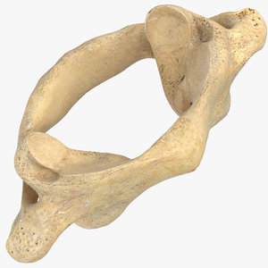 cervical vertebrae c1 atlas 3D
