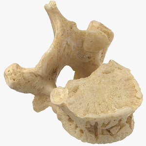 3D thoracic vertebrae th1 th12