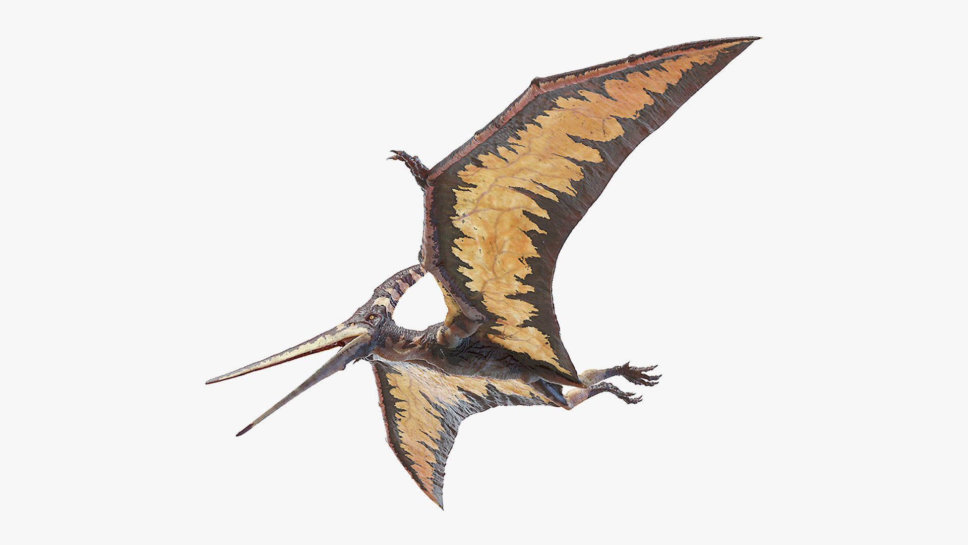 pteranodon 3d