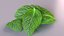 lemon mint leaf plant 3D model