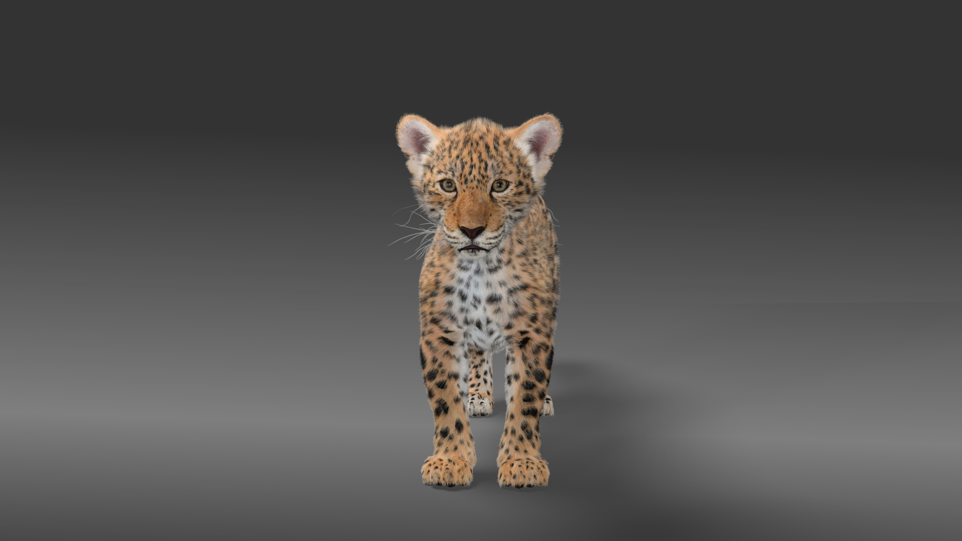 Baby panthera onca 3D model - TurboSquid 1589178